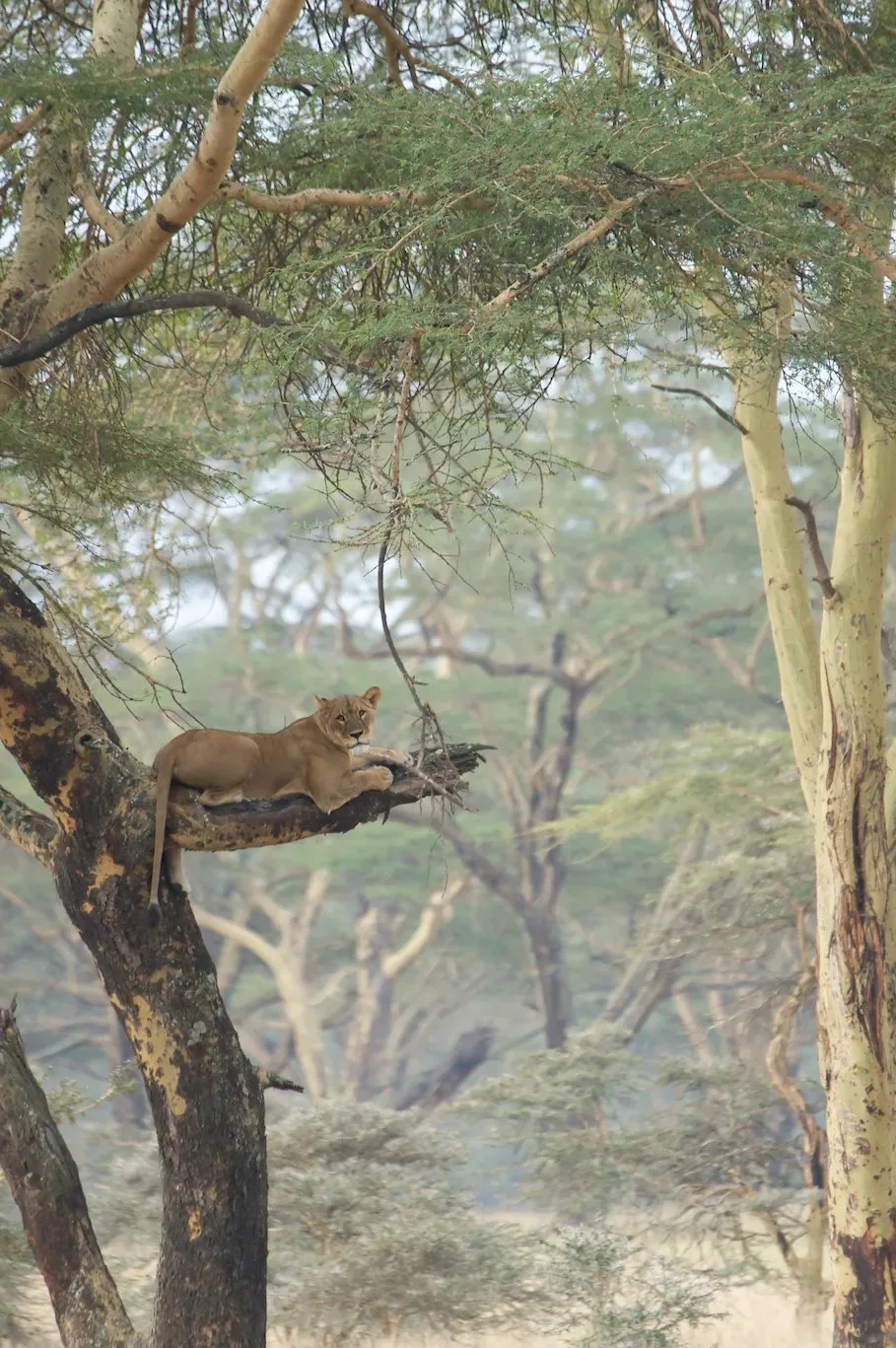 A lion lounges in a tree in Lake Nakuru National Park.