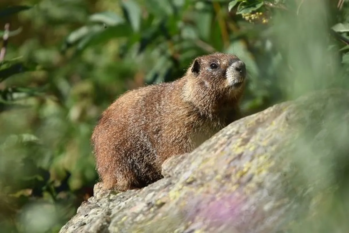Colorado eyaletinde düzenlenen ve şimdiye kadar düzenlenen ilk etkinlik olan “Şişman Marmot Haftası”nda, en kilolu alp marmotuna