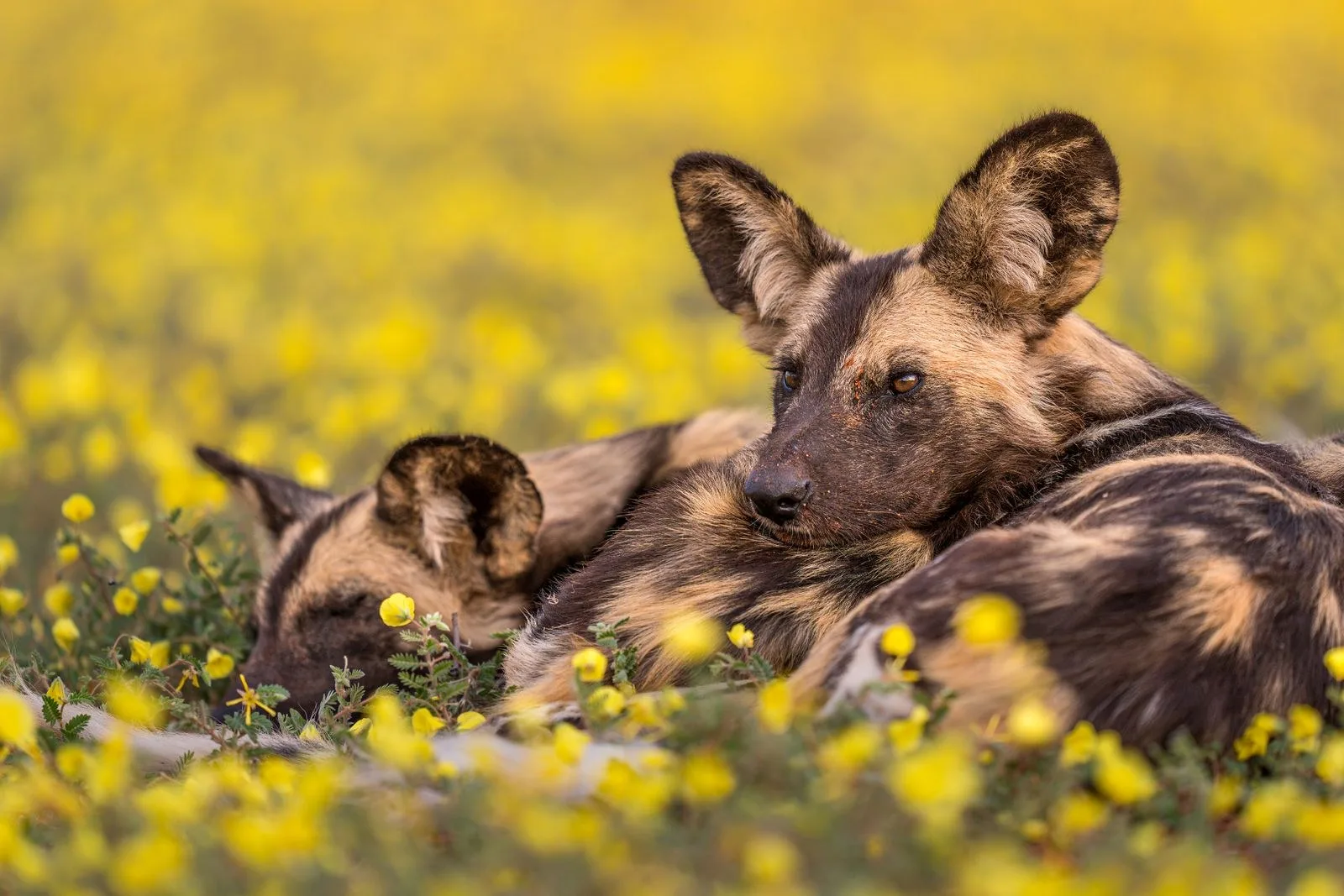 Afrika Yaban Köpeklerinin Ekolojik Rolü ve Nesli Tehlikedeki Türleri Koruma Çabaları