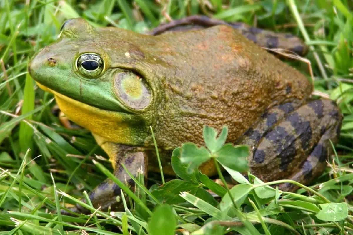 Bullfrog Proteini, Paralitik Kabuklu Deniz Ürünleri Zehirlenmesine Karşı Umut Vaat Ediyor