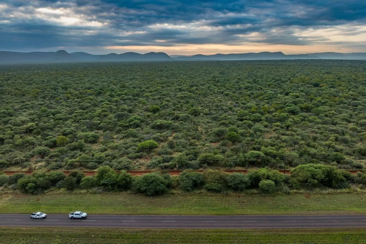 Trucks carry the sedated wild dogs to Welgevonden Game Reserve. Born in Mozambique, they are being relocated to a region known as the Waterberg, one of the world’s last havens for their species.