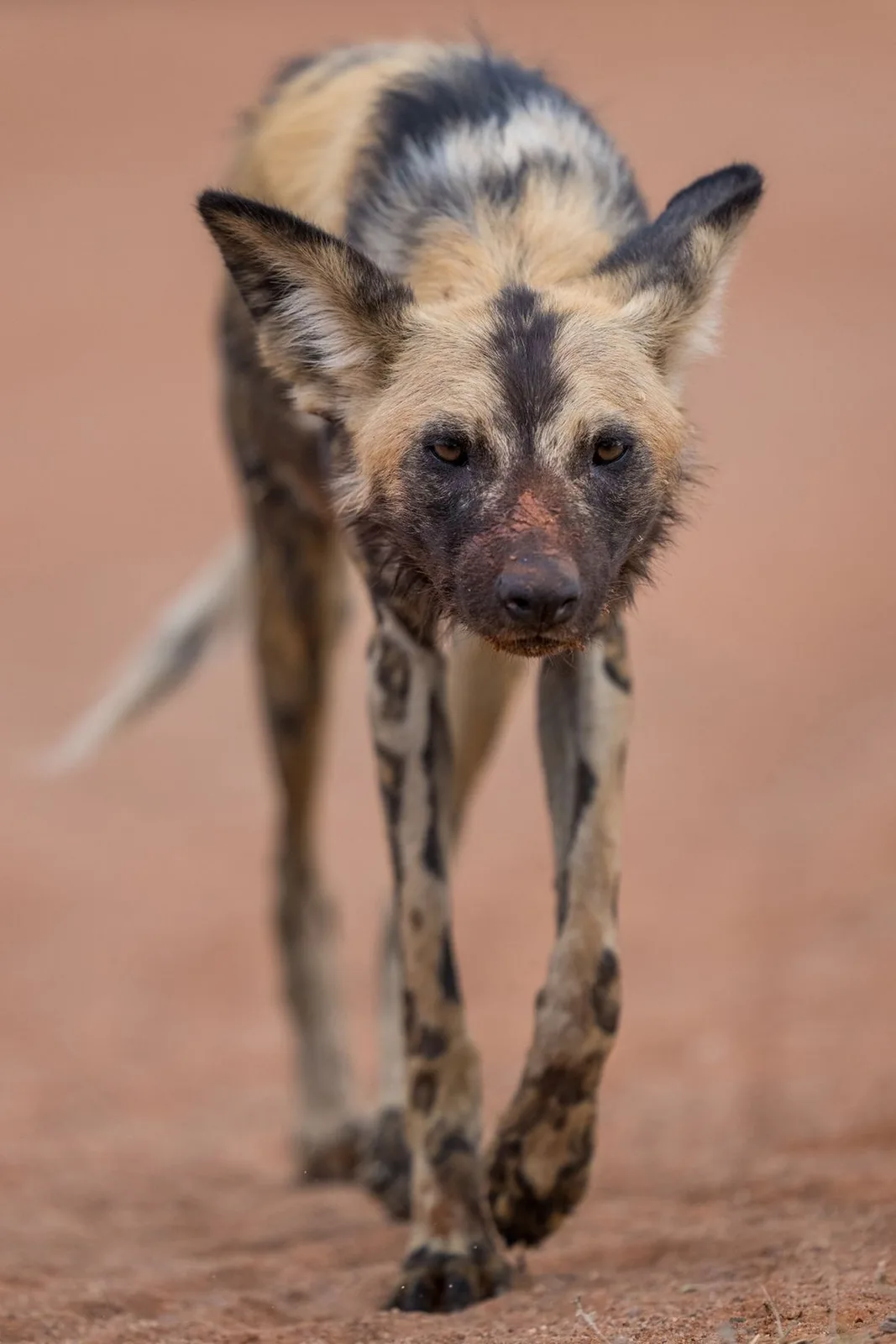 As creatures of the open savanna, African wild dogs must cover vast distances. Over the millennia, they’ve evolved longer legs and larger lungs than other wild canines.