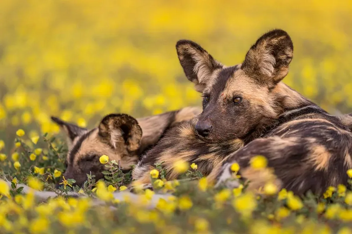 OPENER - A pair of African wild dogs at Tswalu Kalahari Reserve, the largest privately owned nature reserve in South Africa, near the Botswana border.