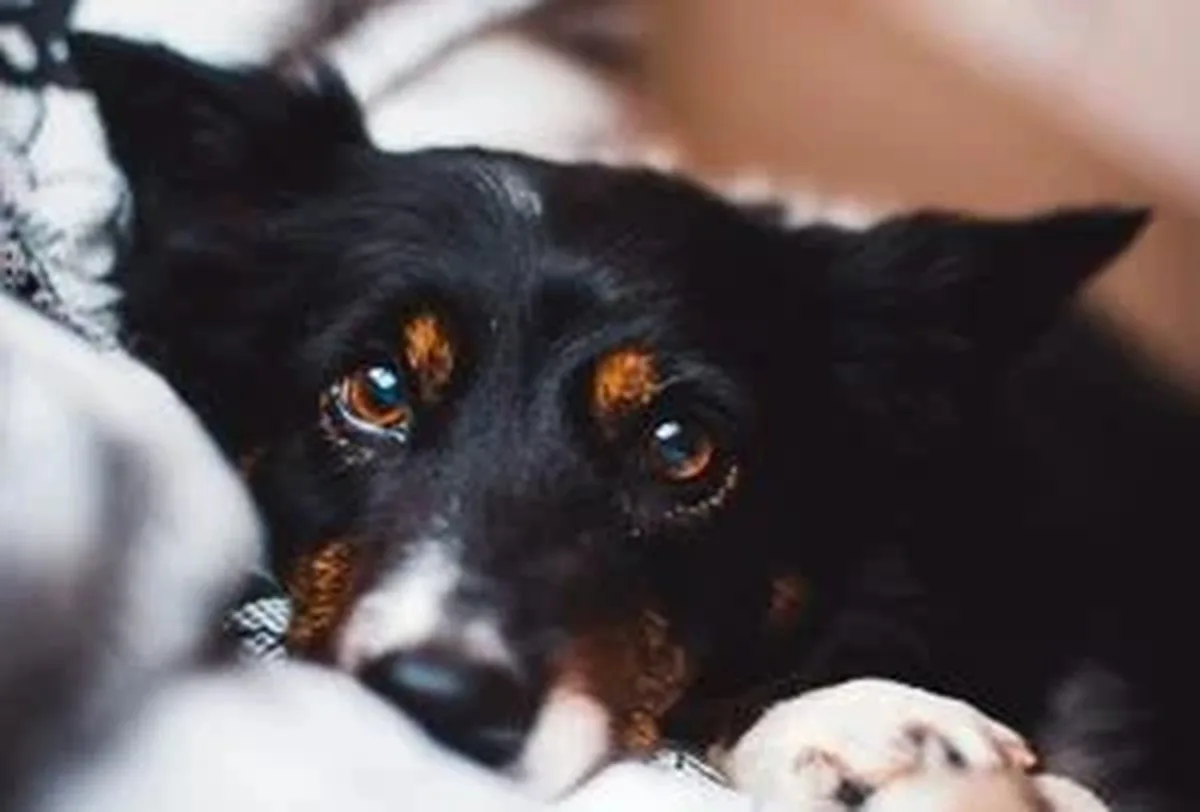 Köpeğiniz size ne anlatıyor? Uzmanların dikkat etmeniz gereken 10 belirti