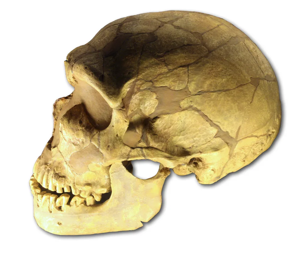 La Ferrassie Neanderthal iskeleti: tıknaz gövde yapısı, kalın kemik korteksi ve soğuk iklim adaptasyonu