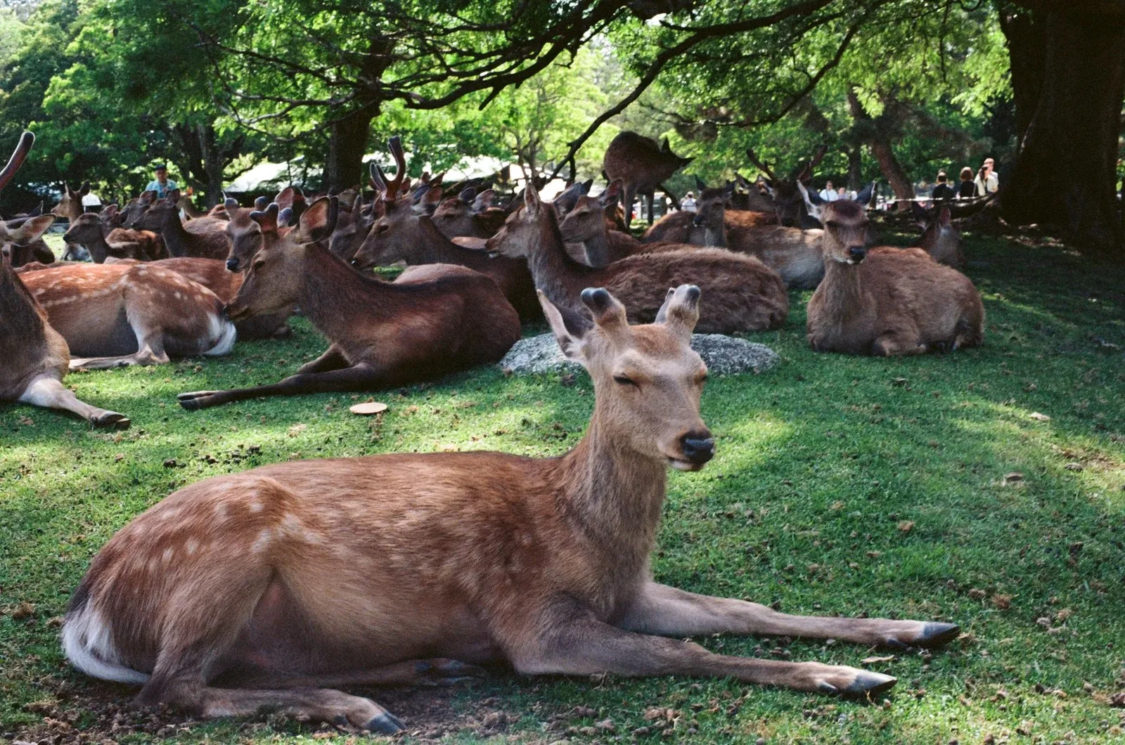 Nara Hapishanesinden Lüks Konaklama: Japon Miras Mimarlığında Bir Dönüşüm Analizi