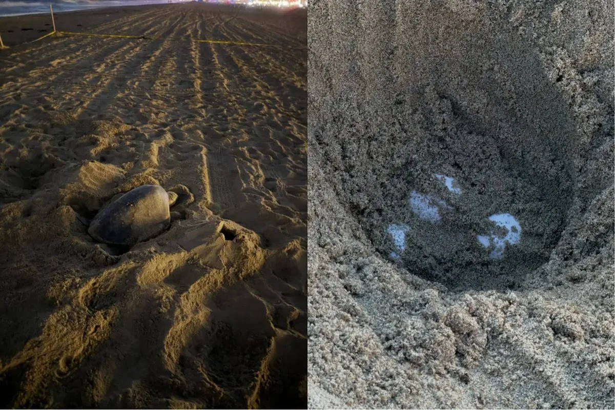left: a turtle on the beach. right: eggs in a sandy hole