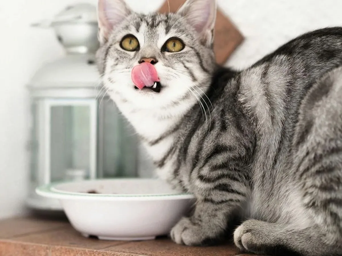 8 essentials for your pet's emergency kit before the next blackout