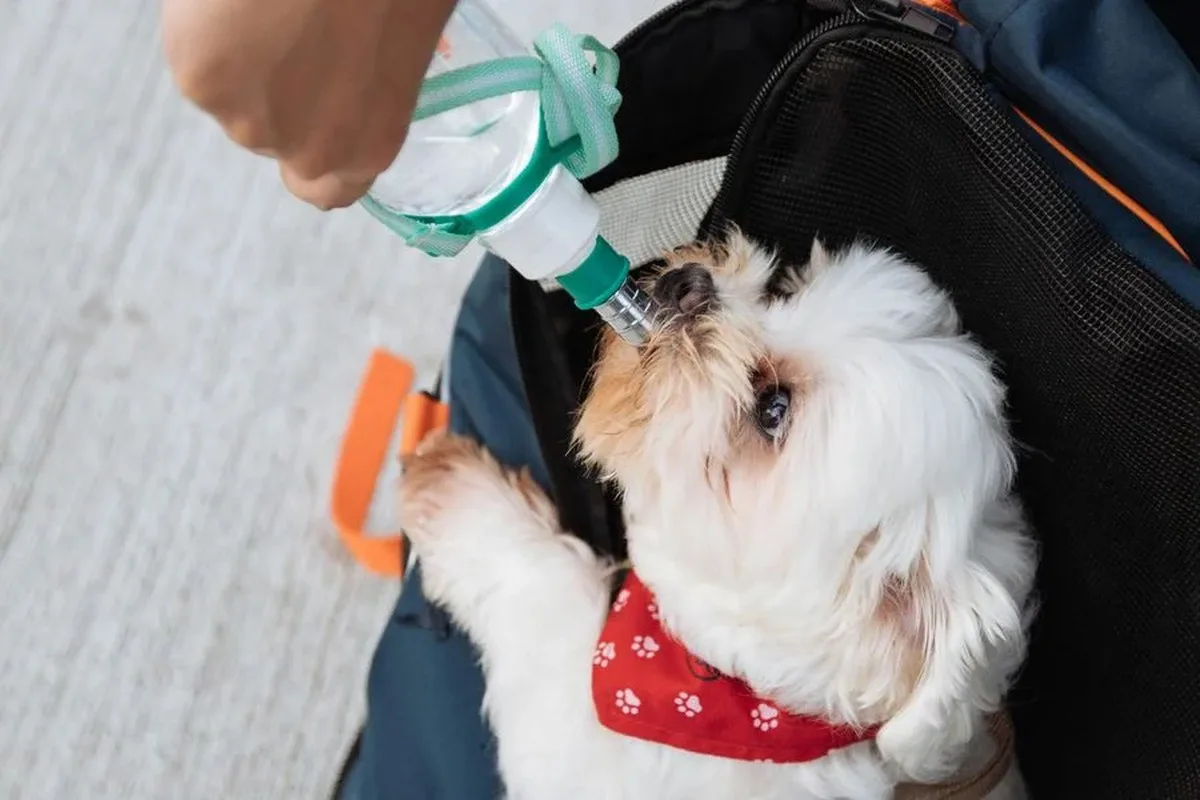 8 essentials for your pet's emergency kit before the next blackout