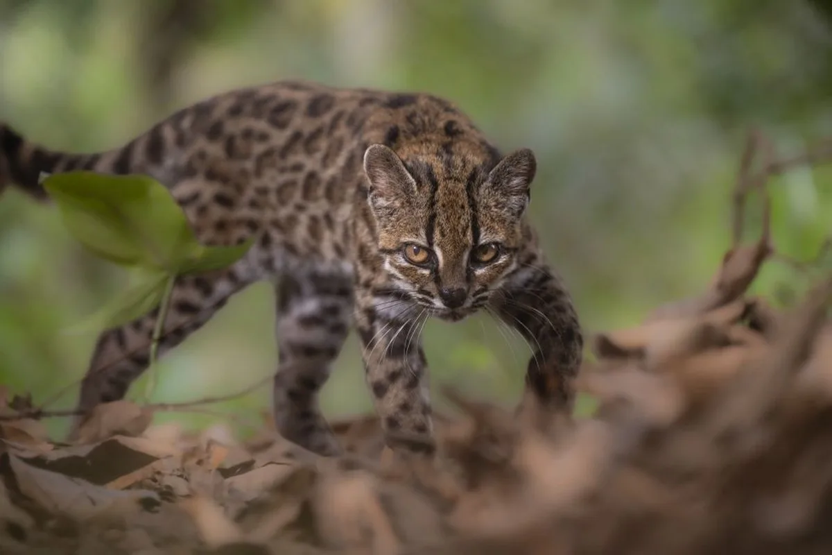 A small spotted cat looking at the camera while walking on the ground