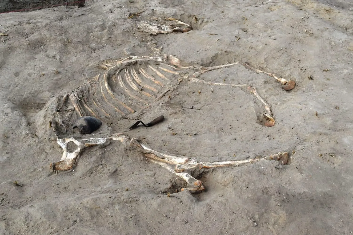 Mısır’da 3.000 Yıllık Savaş Atı Mezarı ve Ramses II. Tableti Keşfedildi