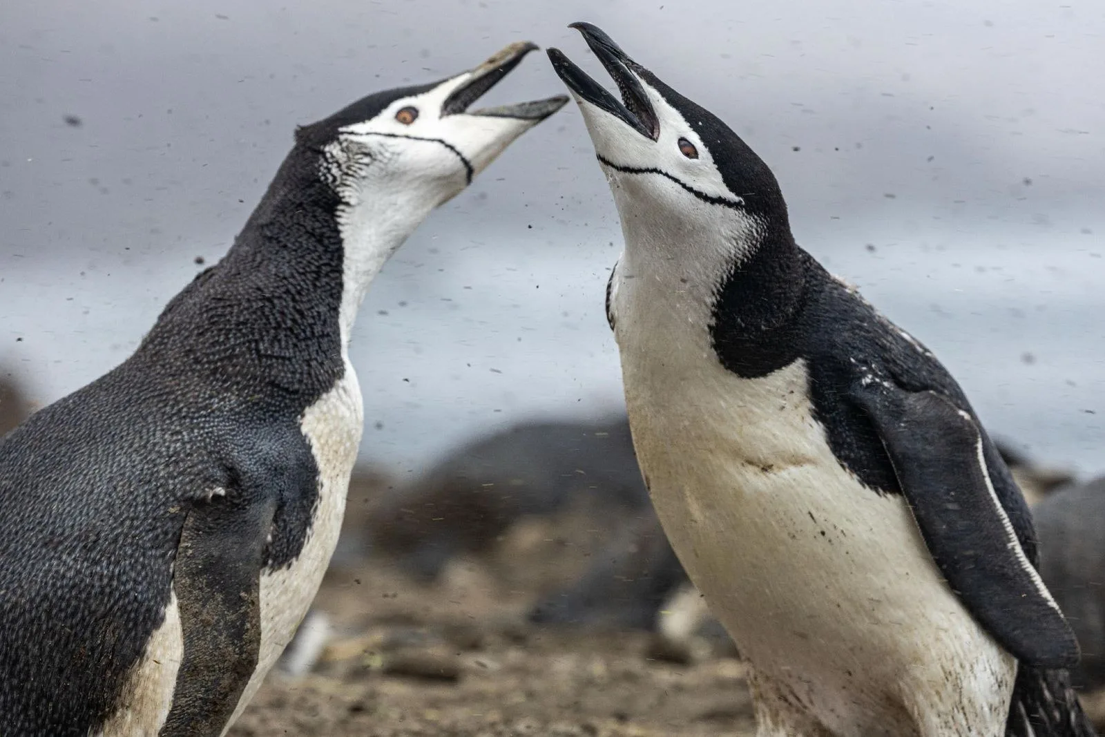 Antarktika’nın En Büyük Chinstrap Penguen Kolonisi Hızla Azalıyor