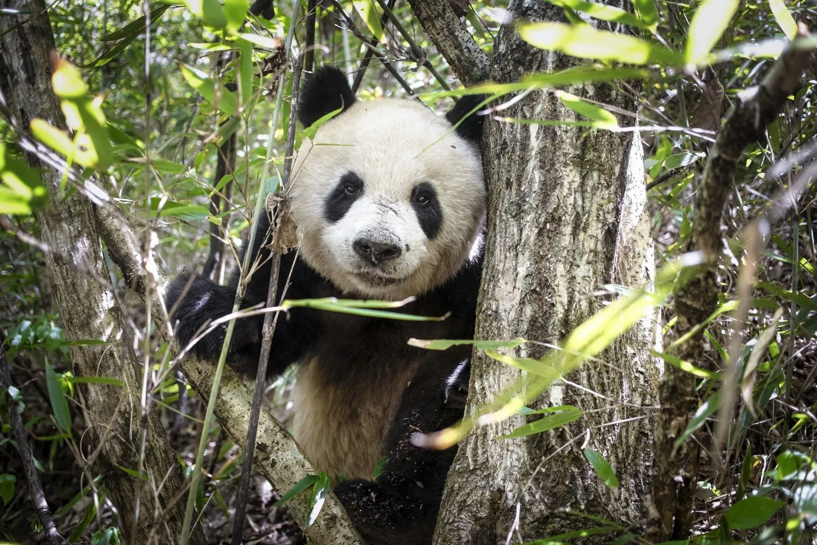 Bu 15 Sevimli Panda Fotoğrafi Sizi Anında Hayvanat Parkına Götürecektir