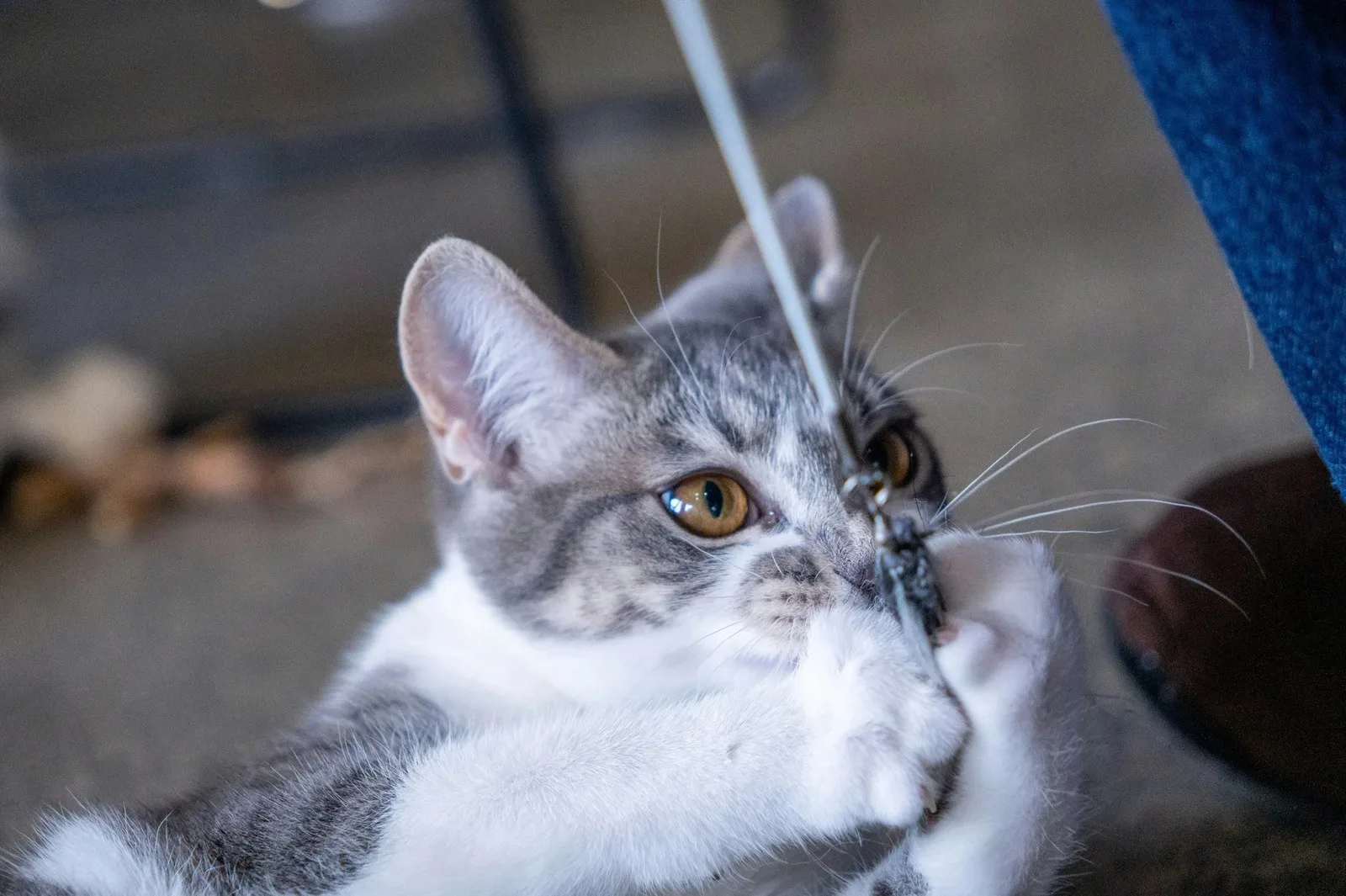 Top-selling cat toys on Amazon to keep your kitty entertained