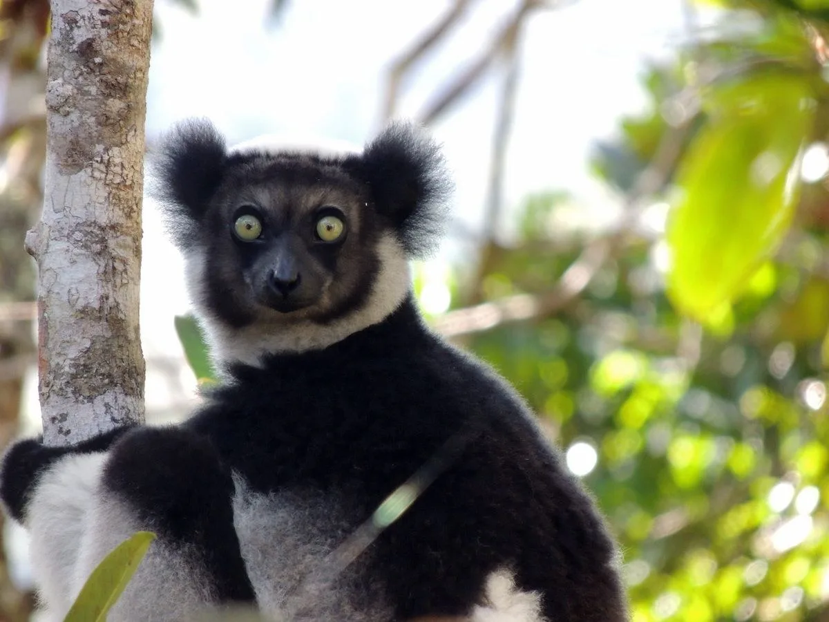 Vahşi Lemurlar Opera Sanatçıları Gibi Şarkı Söylüyor: Yüksek Notalara Ulaşırken Ağızlarını Genişletiyorlar