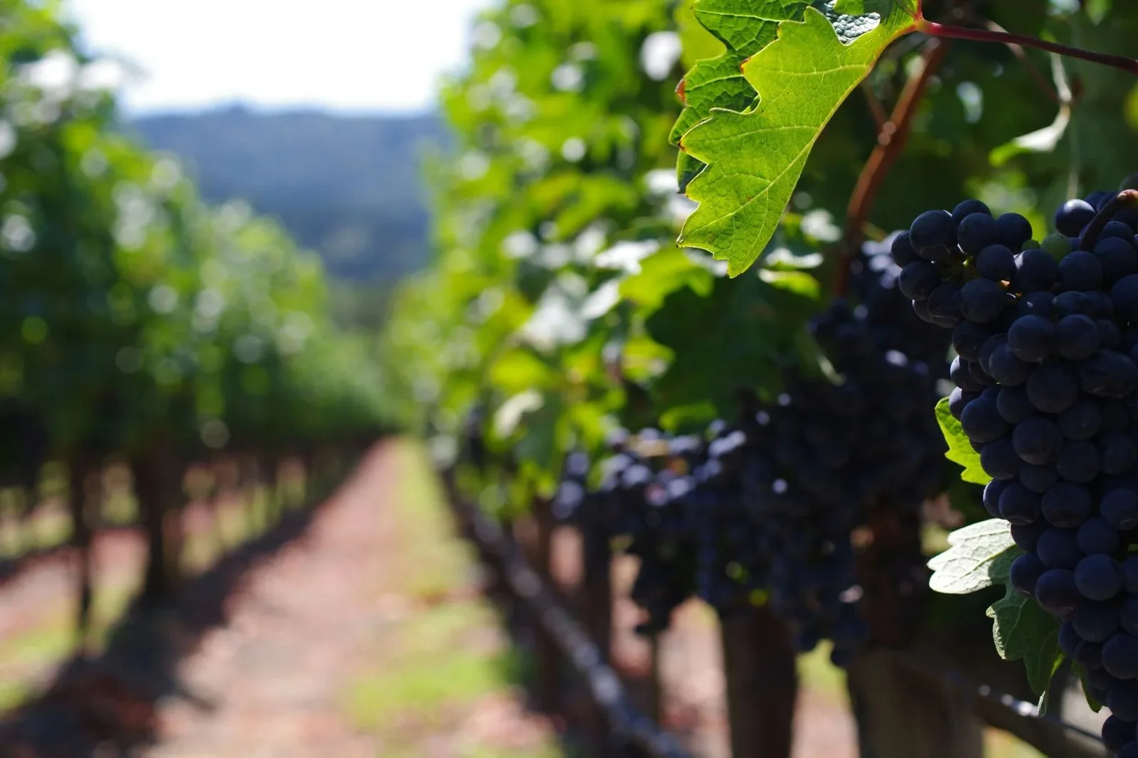 3 of the best wineries in Napa Valley to visit