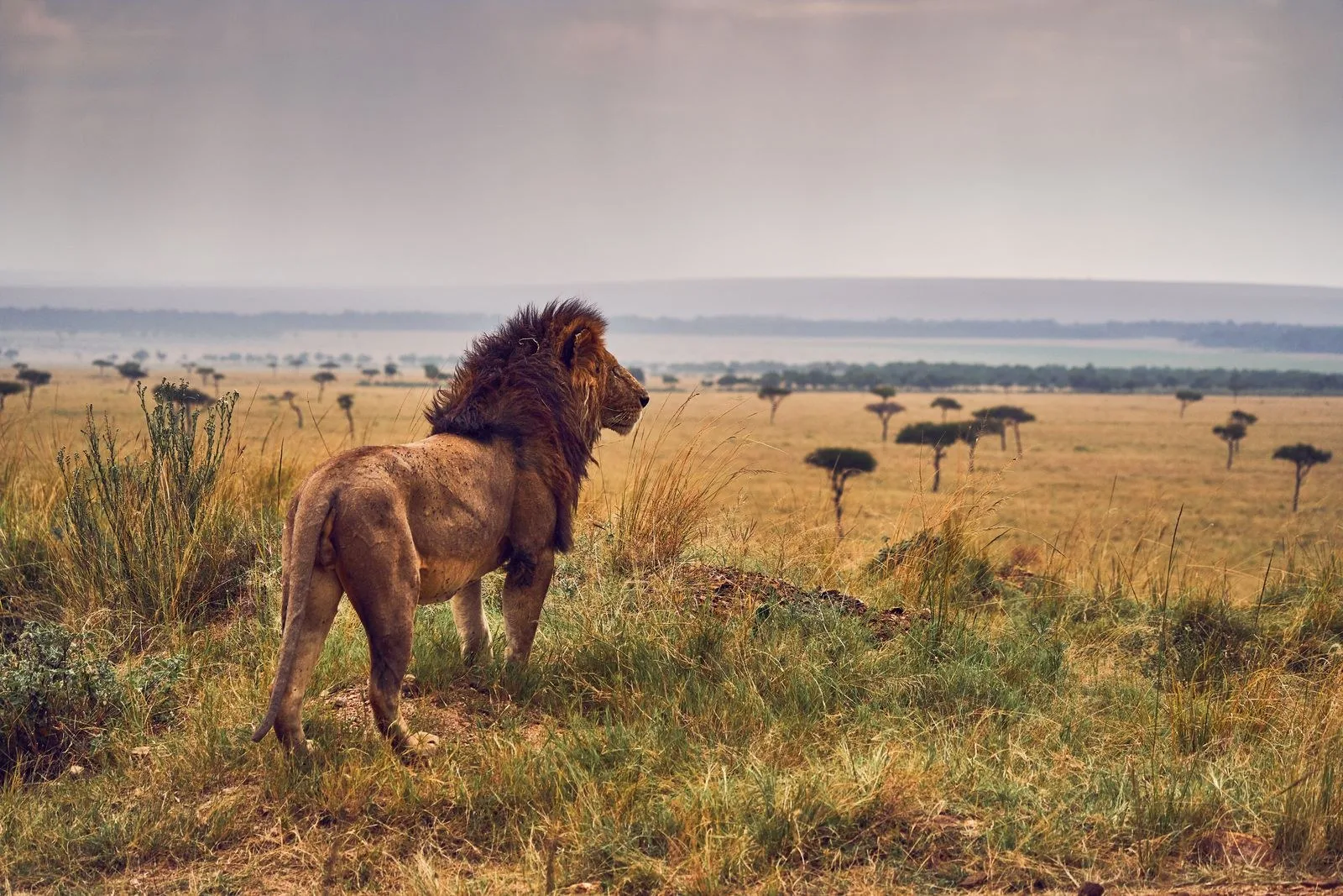 Kenya’nın Dünya Standartlarında Doğal Yaşamı: 15 Büyüleyici Fotoğraf Savanaya Davet Ediyor