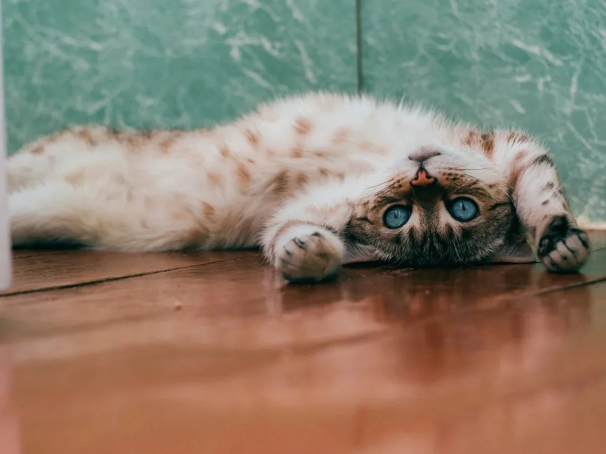 Amazon’ın en çok satan kedi oyuncakları: Kedini eğlendirecek popüler ürünler