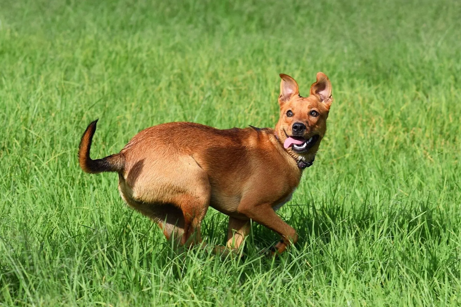6 things your dog's tail position is actually telling you