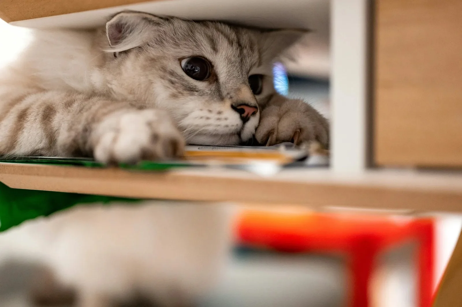 Top-selling cat toys on Amazon to keep your kitty entertained